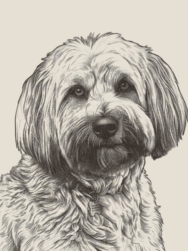 Portrait of Harry